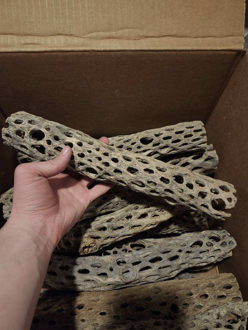 Large Cholla wood