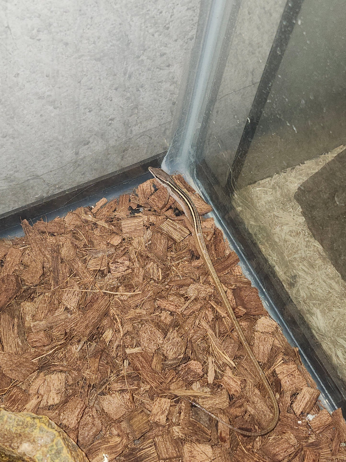 Long Tailed Grass Lizard