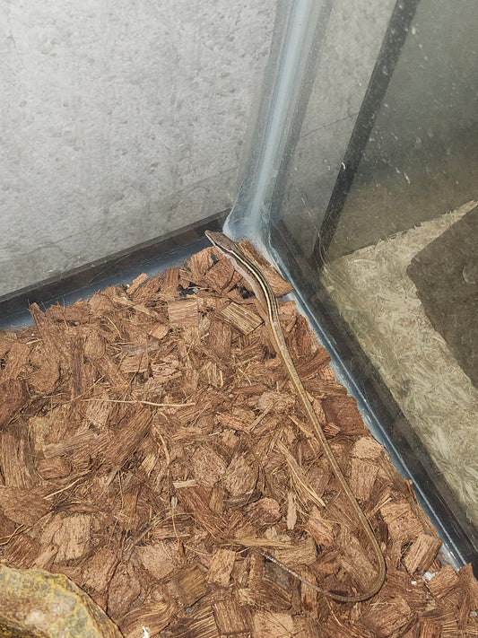 Long Tailed Grass Lizard