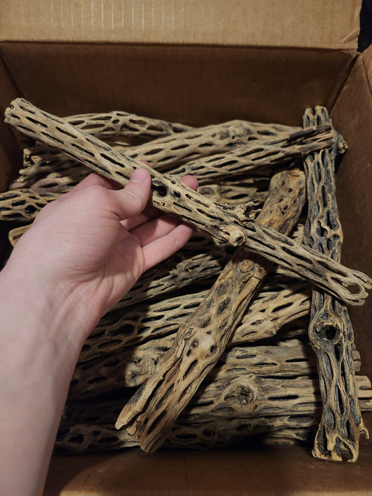 Small cholla wood