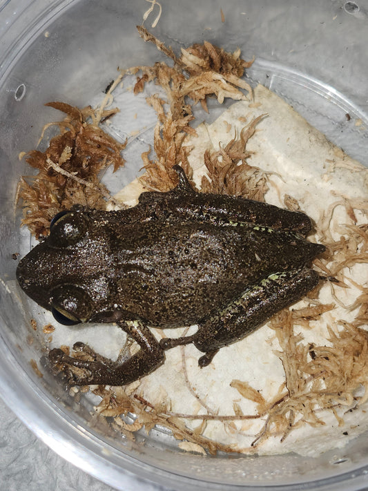 Cuban Tree Frog