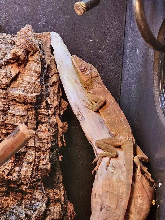 Cuban Knight Anole